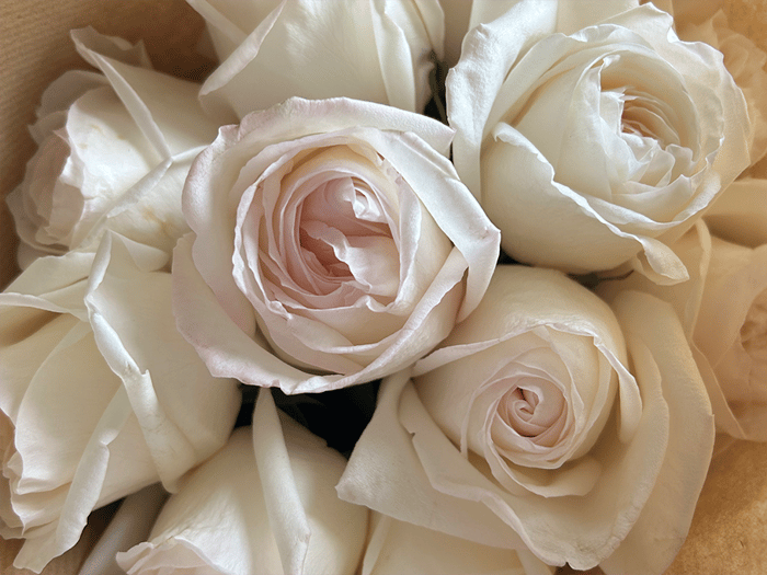 Simply Rose Collection: Choose Your Colour & Count image